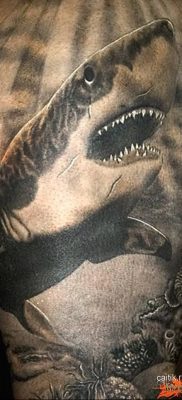 photo tattoo shark от 25.09.2018 №185 – drawing of the predator of the seas – tattoovalue.net