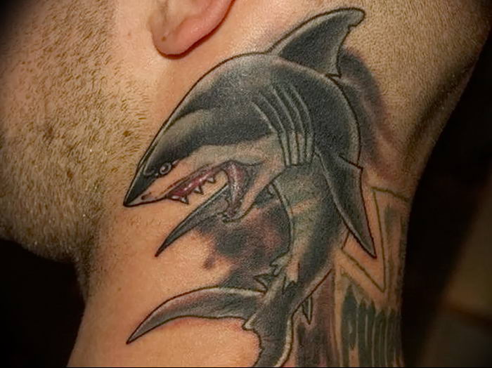 photo tattoo shark от 25.09.2018 №225 - drawing of the predator of the seas - tattoovalue.net