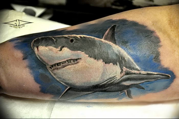 photo tattoo shark от 25.09.2018 №226 - drawing of the predator of the seas - tattoovalue.net