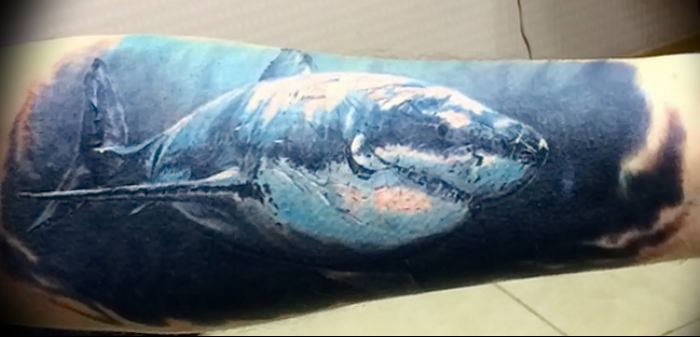 photo tattoo shark от 25.09.2018 №268 - drawing of the predator of the seas - tattoovalue.net