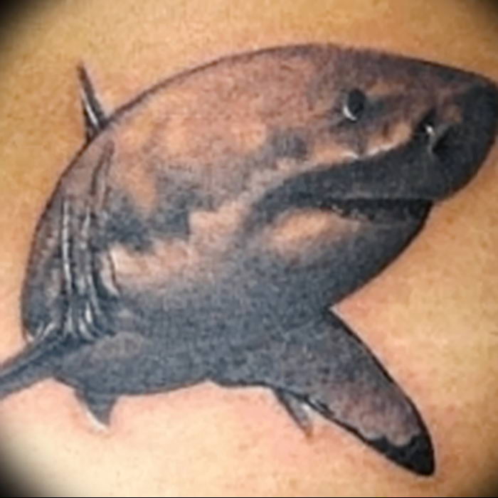 photo tattoo shark от 25.09.2018 №284 - drawing of the predator of the seas - tattoovalue.net