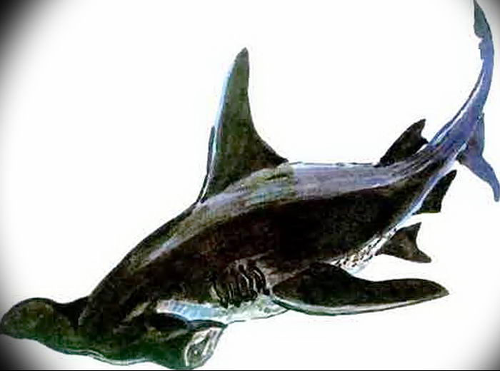 photo tattoo shark от 25.09.2018 №310 - drawing of the predator of the seas - tattoovalue.net