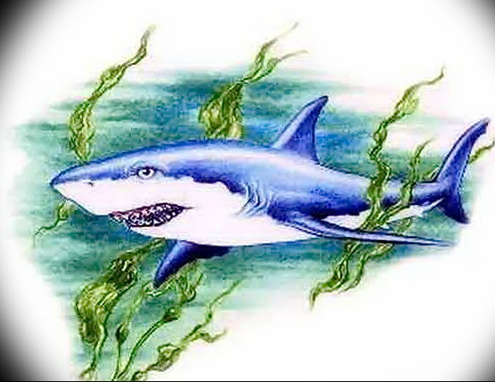 photo tattoo shark от 25.09.2018 №319 - drawing of the predator of the seas - tattoovalue.net