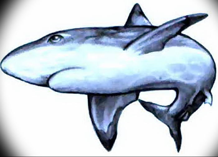 photo tattoo shark от 25.09.2018 №320 - drawing of the predator of the seas - tattoovalue.net