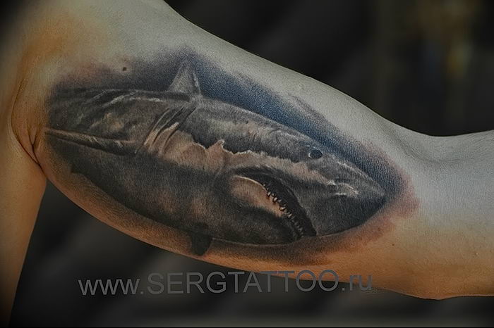 photo tattoo shark от 25.09.2018 №332 - drawing of the predator of the seas - tattoovalue.net