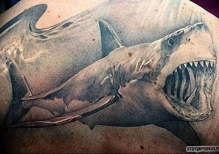 photo tattoo shark от 25.09.2018 №334 - drawing of the predator of the seas - tattoovalue.net