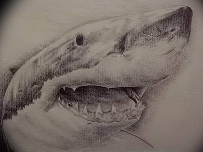 photo tattoo shark от 25.09.2018 №355 - drawing of the predator of the seas - tattoovalue.net