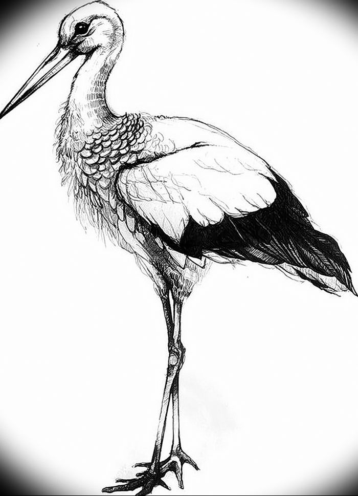 Some Shoebill Stork Sketches Where I Employed Techniques I learned From  Bobby Chiu on Youtube : r/drawing