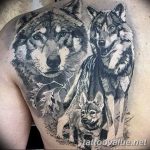 photo of wolf tattoo 27.11.2018 №007 - an example of a finished wolf tattoo - tattoovalue.net