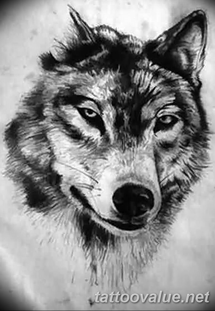photo of wolf tattoo 27.11.2018 №018 - an example of a finished wolf tattoo - tattoovalue.net