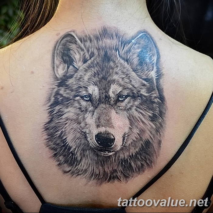 photo of wolf tattoo 27.11.2018 №036 - an example of a finished wolf tattoo - tattoovalue.net