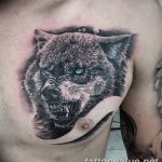 photo of wolf tattoo 27.11.2018 №059 - an example of a finished wolf tattoo - tattoovalue.net