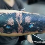 photo of wolf tattoo 27.11.2018 №076 - an example of a finished wolf tattoo - tattoovalue.net