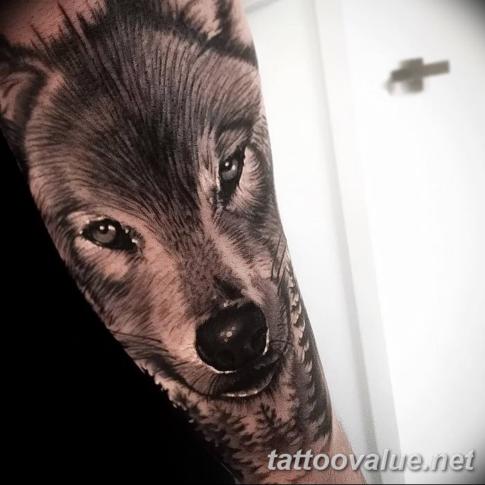 photo of wolf tattoo 27.11.2018 №119 - an example of a finished wolf tattoo - tattoovalue.net