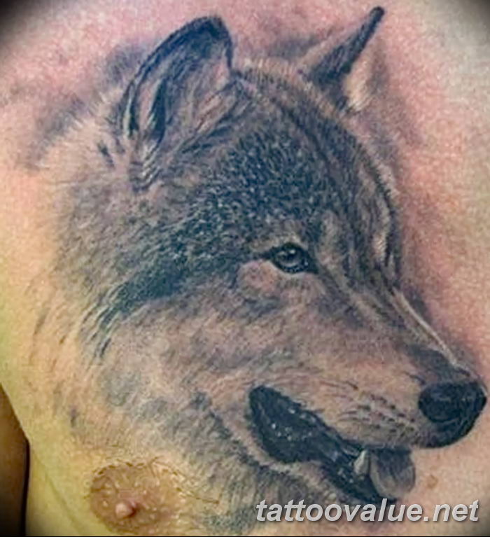 photo of wolf tattoo 27.11.2018 №158 - an example of a finished wolf tattoo - tattoovalue.net