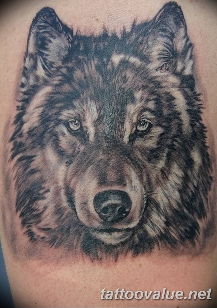 photo of wolf tattoo 27.11.2018 №161 - an example of a finished wolf tattoo - tattoovalue.net