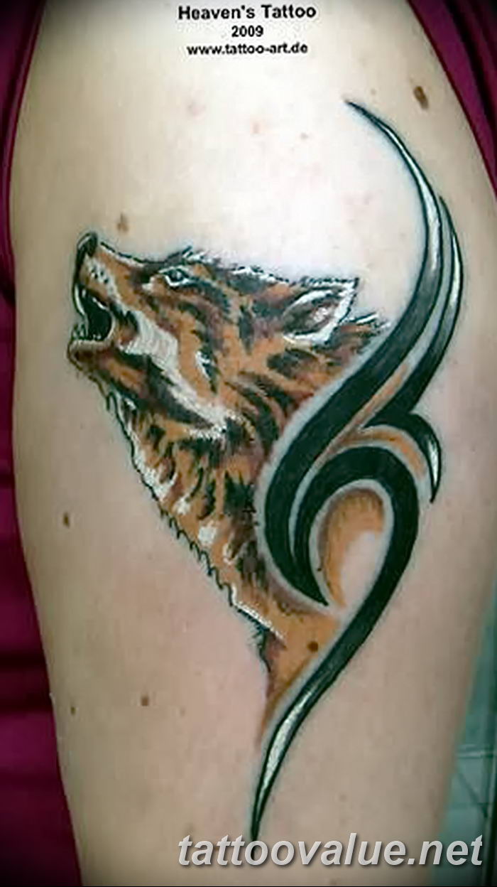 photo of wolf tattoo 27.11.2018 №244 - an example of a finished wolf tattoo - tattoovalue.net