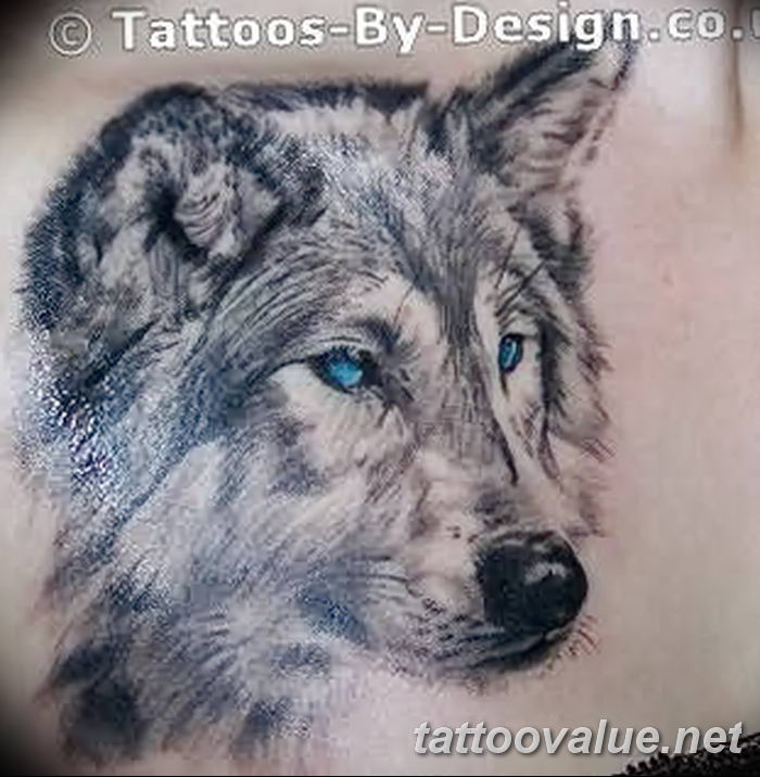 photo of wolf tattoo 27.11.2018 №245 - an example of a finished wolf tattoo - tattoovalue.net
