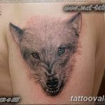 photo of wolf tattoo 27.11.2018 №268 - an example of a finished wolf tattoo - tattoovalue.net