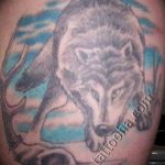 photo of wolf tattoo 27.11.2018 №274 - an example of a finished wolf tattoo - tattoovalue.net