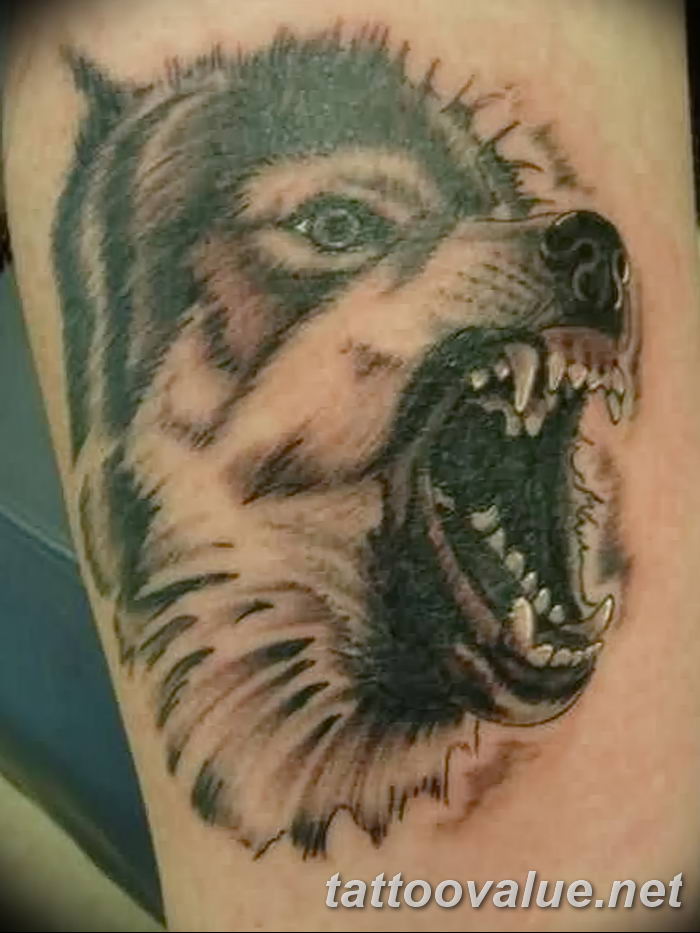 photo of wolf tattoo 27.11.2018 №278 - an example of a finished wolf tattoo - tattoovalue.net