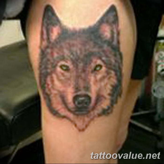 photo of wolf tattoo 27.11.2018 №282 - an example of a finished wolf tattoo - tattoovalue.net