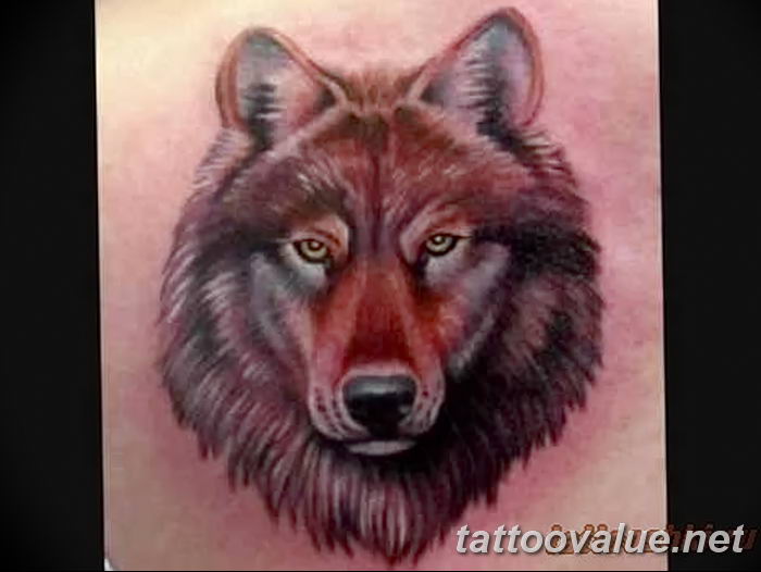 photo of wolf tattoo 27.11.2018 №288 - an example of a finished wolf tattoo - tattoovalue.net