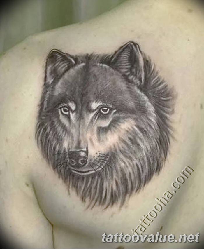 photo of wolf tattoo 27.11.2018 №321 - an example of a finished wolf tattoo - tattoovalue.net