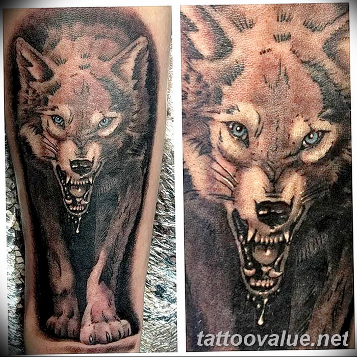 photo of wolf tattoo 27.11.2018 №354 - an example of a finished wolf tattoo - tattoovalue.net