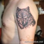 photo of wolf tattoo 27.11.2018 №360 - an example of a finished wolf tattoo - tattoovalue.net