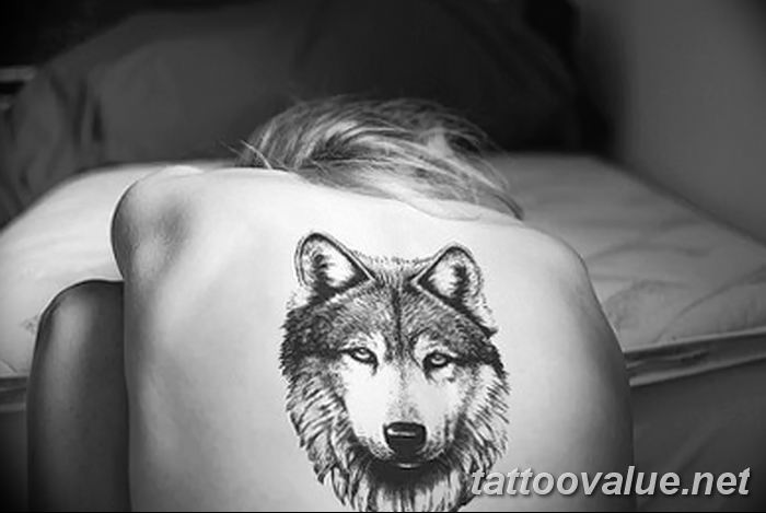 photo of wolf tattoo 27.11.2018 №382 - an example of a finished wolf tattoo - tattoovalue.net