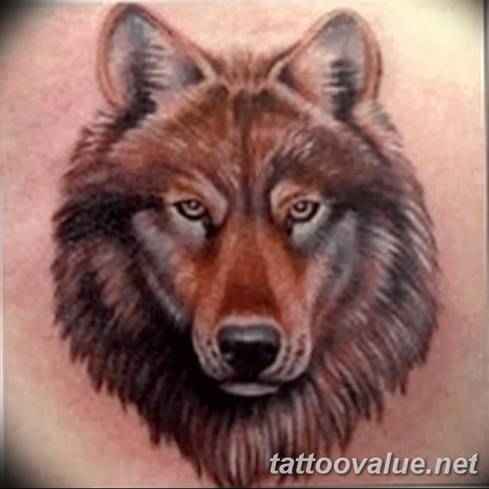photo of wolf tattoo 27.11.2018 №391 - an example of a finished wolf tattoo - tattoovalue.net