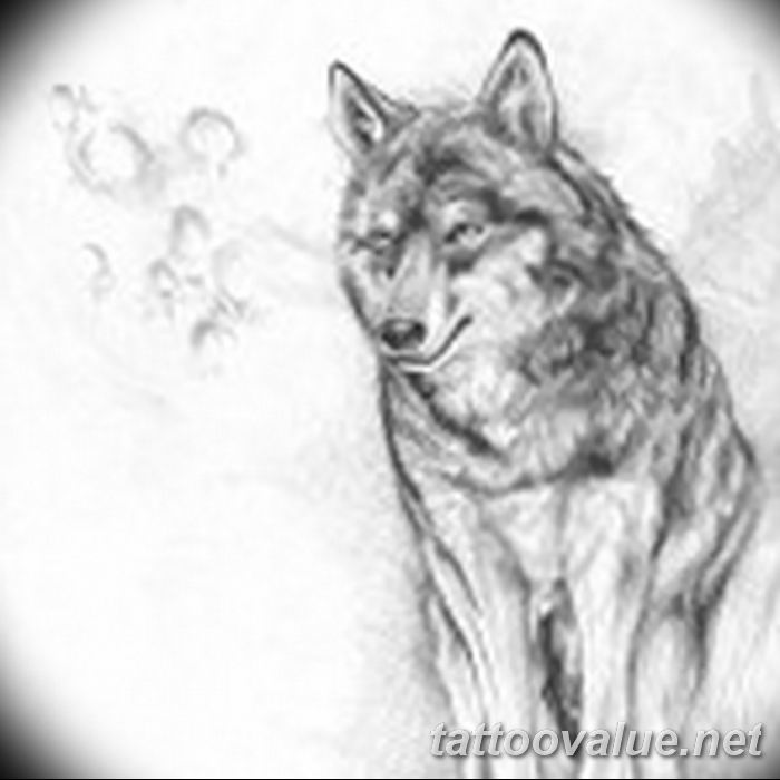 photo of wolf tattoo 27.11.2018 №397 - an example of a finished wolf tattoo - tattoovalue.net
