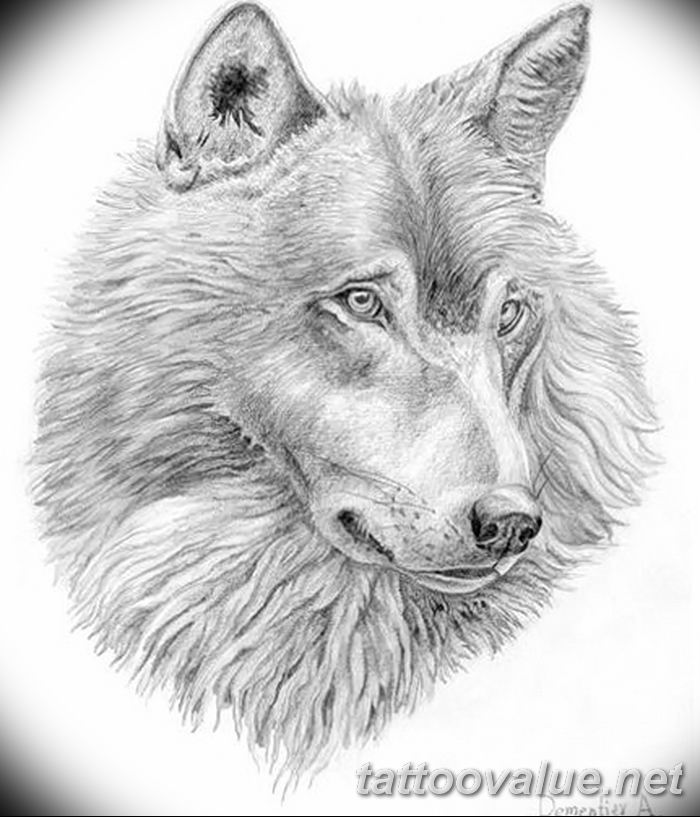 photo of wolf tattoo 27.11.2018 №419 - an example of a finished wolf tattoo - tattoovalue.net