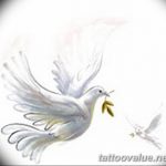 photo tattoo dove 29.11.2018 №163 - example of a tattoo with a dove - tattoovalue.net