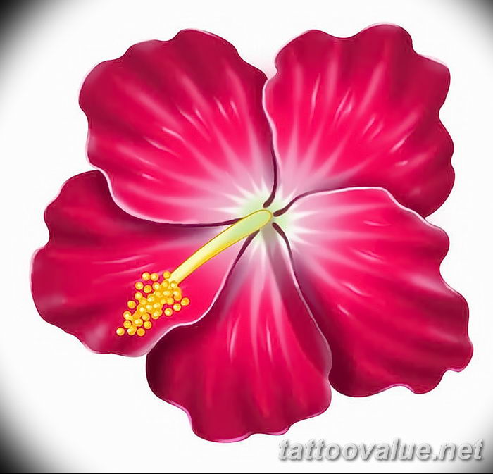 photo tattoo hibiscus 29.11.2018 №111 - flower hibiscus tattoo drawing - tattoovalue.net