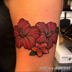 photo tattoo hibiscus 29.11.2018 №219 - flower hibiscus tattoo drawing - tattoovalue.net