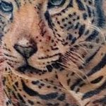 Photo tattoo cheetah 22.01.2019 №399 - tattoo cheetah example of drawing - tattoovalue.net