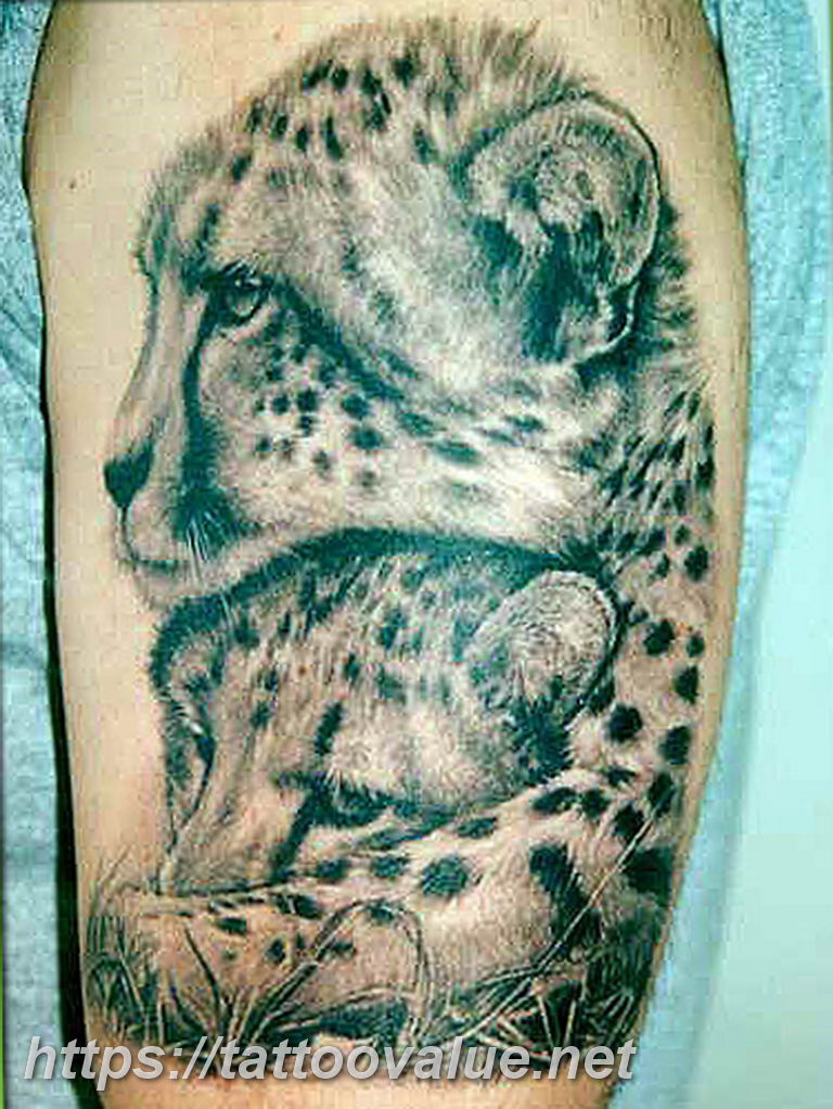 Photo tattoo cheetah 22.01.2019 №070 - tattoo cheetah example of drawing - tattoovalue.net
