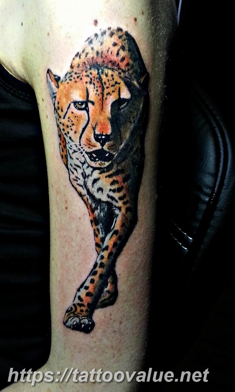 Photo tattoo cheetah 22.01.2019 №185 - tattoo cheetah example of drawing - tattoovalue.net