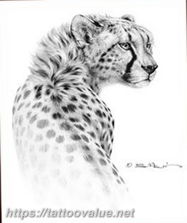 Photo tattoo cheetah 22.01.2019 №284 - tattoo cheetah example of drawing - tattoovalue.net