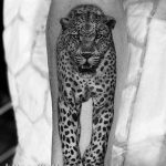 Photo tattoo cheetah 22.01.2019 №325 - tattoo cheetah example of drawing - tattoovalue.net