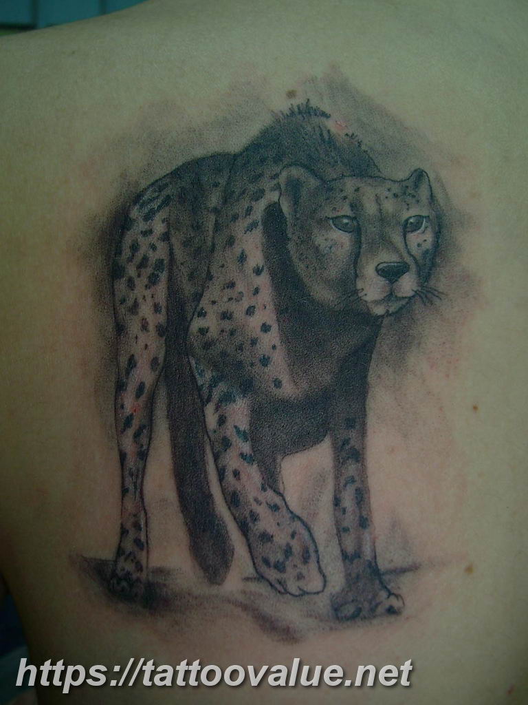 Photo tattoo cheetah 22.01.2019 №384 - tattoo cheetah example of drawing - tattoovalue.net