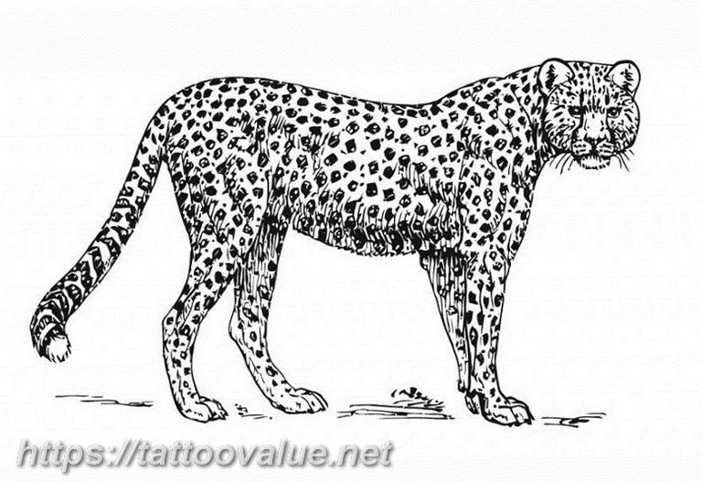 Photo tattoo cheetah 22.01.2019 №401 - tattoo cheetah example of drawing - tattoovalue.net