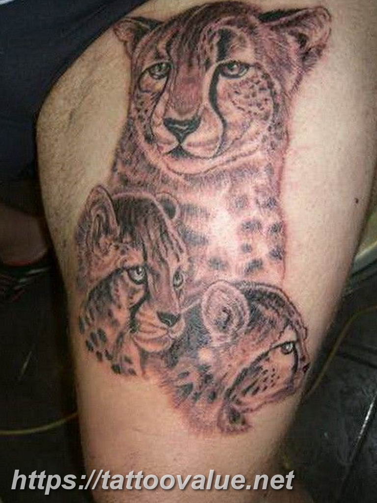 Photo tattoo cheetah 22.01.2019 №420 - tattoo cheetah example of drawing - tattoovalue.net