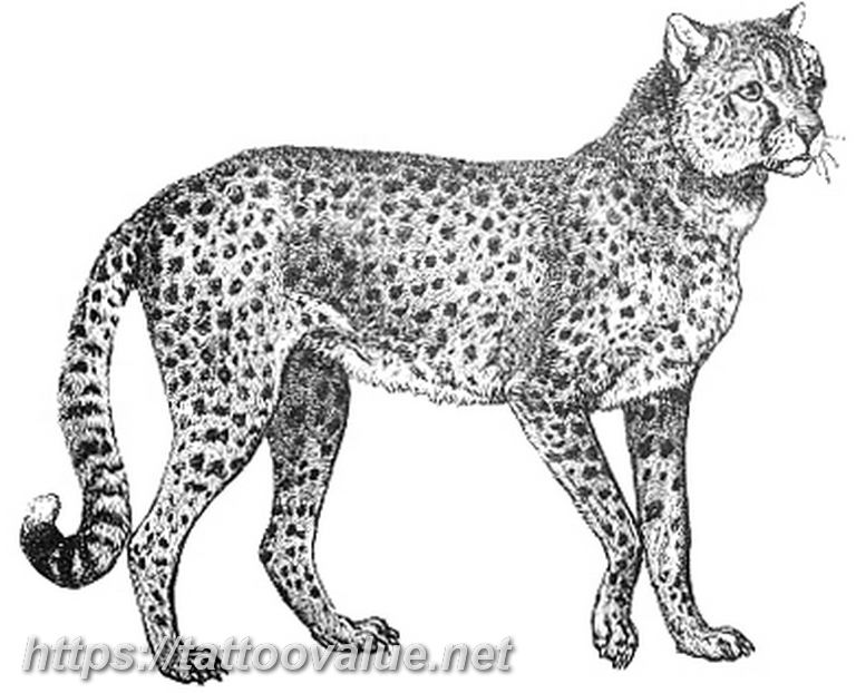 Photo tattoo cheetah 22.01.2019 №471 - tattoo cheetah example of drawing - tattoovalue.net