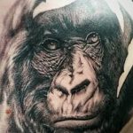 photo example of a gorilla tattoo 28.01.2019 №126 - drawing tattoo gorilla - tattoovalue.net