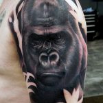 photo example of a gorilla tattoo 28.01.2019 №005 - drawing tattoo gorilla - tattoovalue.net