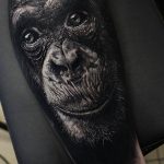 photo example of a gorilla tattoo 28.01.2019 №014 - drawing tattoo gorilla - tattoovalue.net