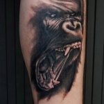 photo example of a gorilla tattoo 28.01.2019 №087 - drawing tattoo gorilla - tattoovalue.net